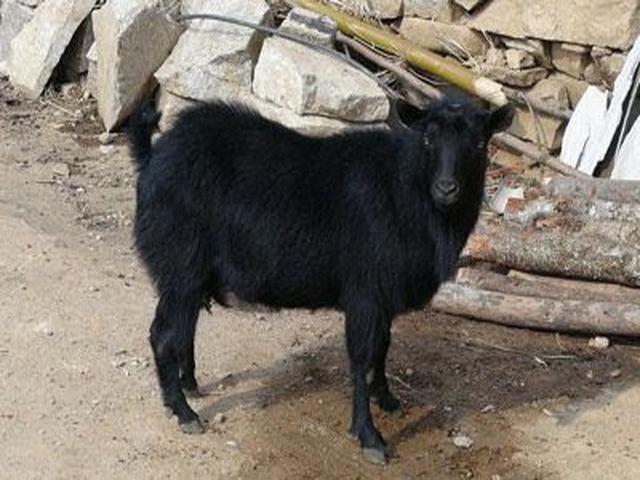 Lüliang black goat