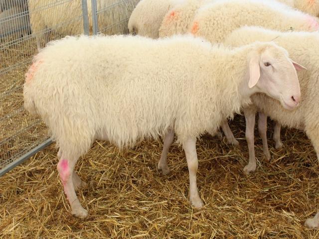 Langhe sheep