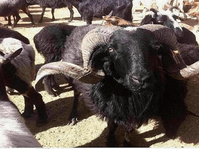 Lanping black boned sheep