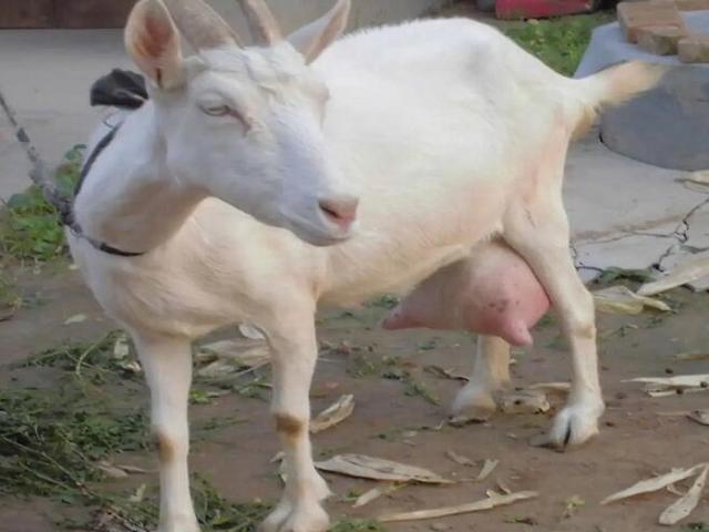 Laoshan goats