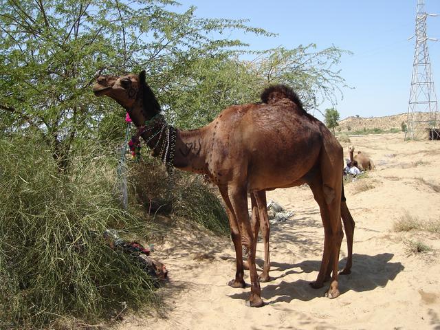 Lassi camel