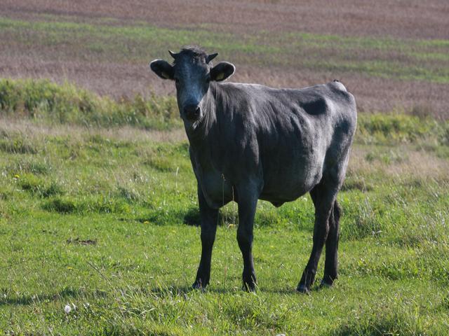 Latvian Blue cattle