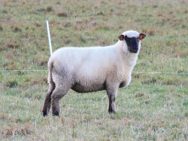 Latvian dark-headed sheep
