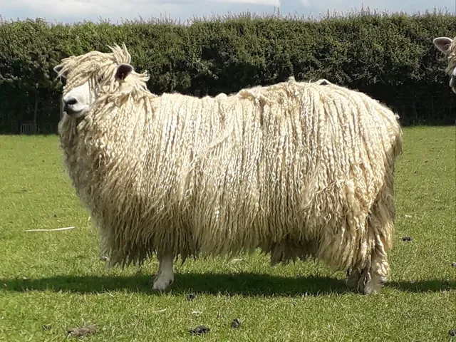 Leicester longwool sheep