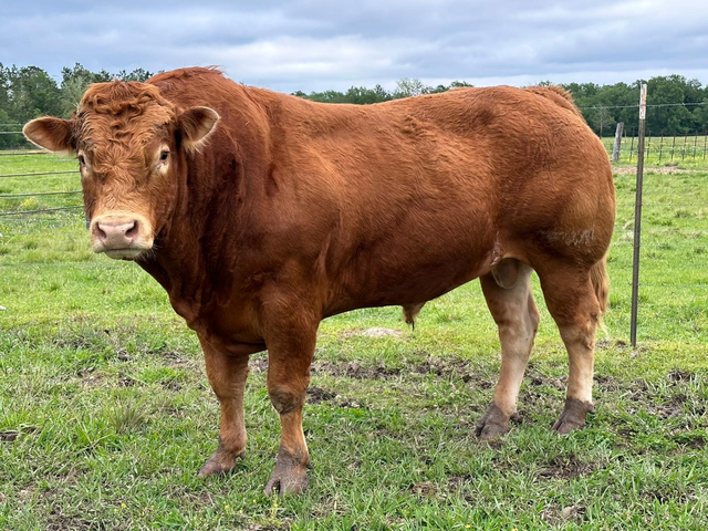 Vaca Limousine