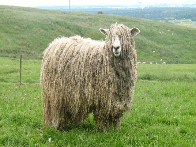 Lincoln sheep