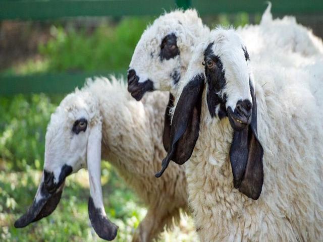 Lohi sheep