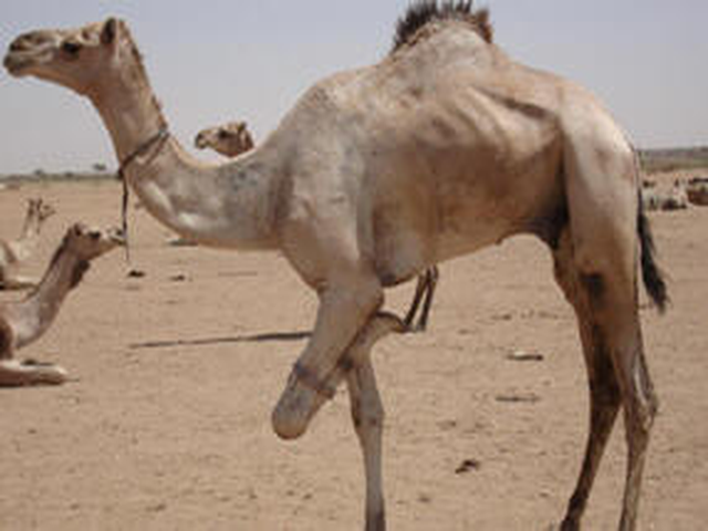 Maganeen camel