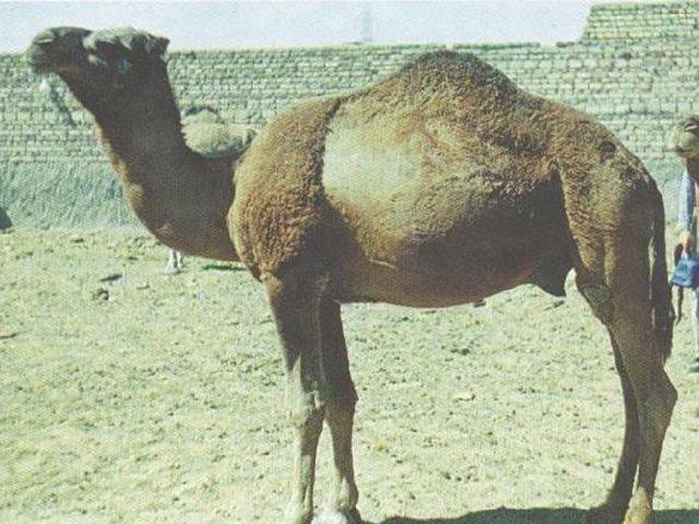 Mahabadi camel