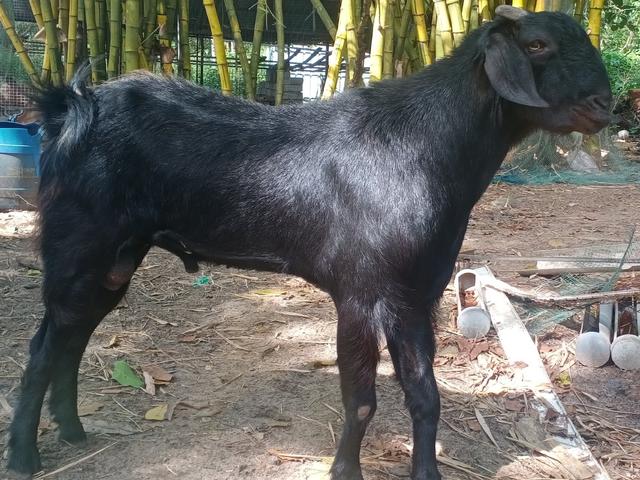 Malabari goat