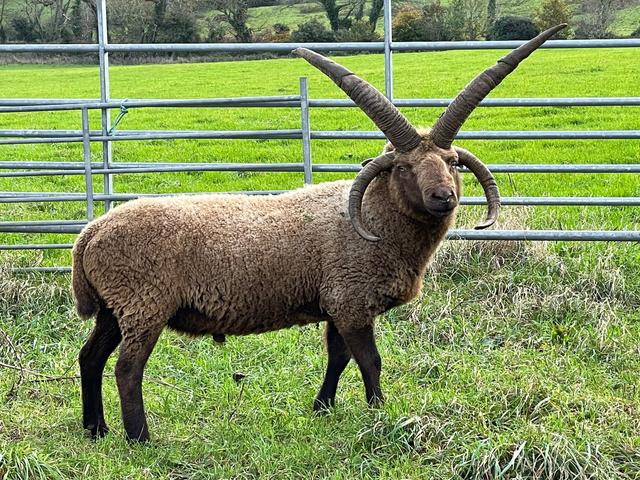 Manx Loaghtan sheep