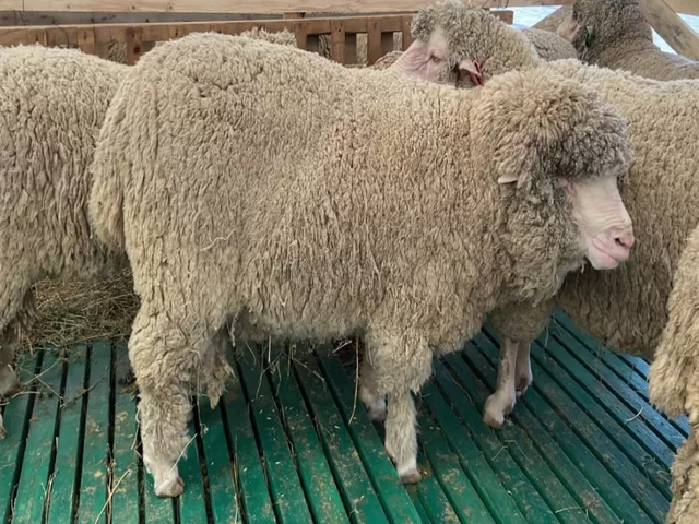 Manychsky merino sheep