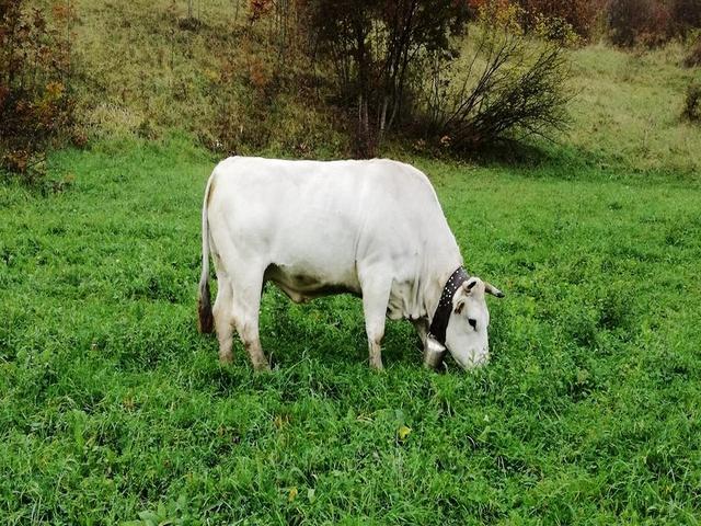 Vaca Marikjan