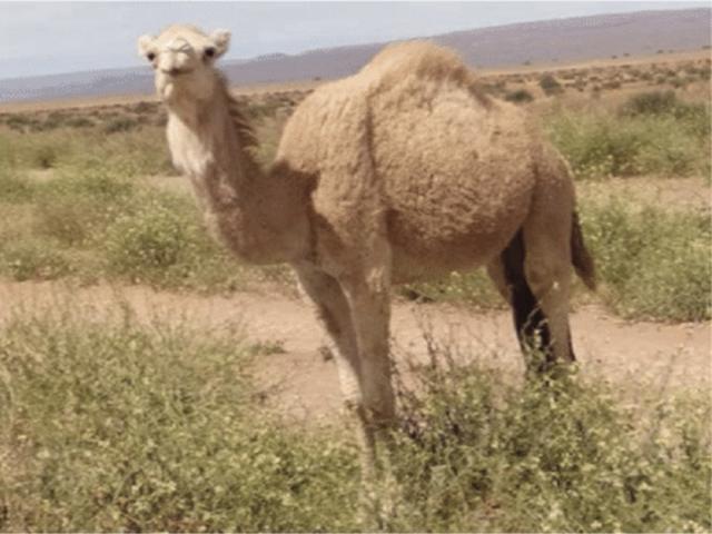 Marmouri camel