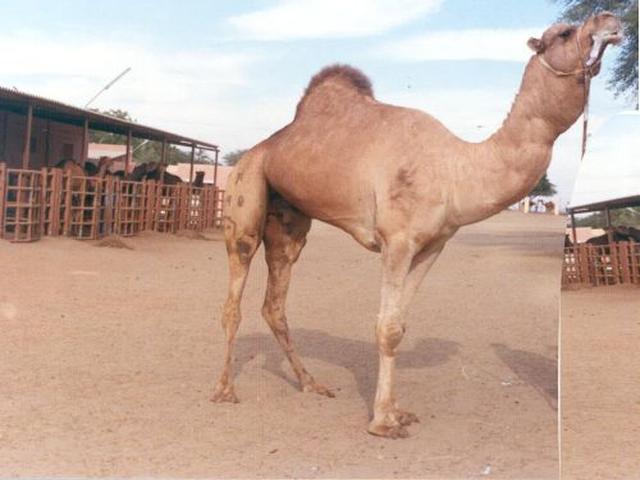 Marwari camel