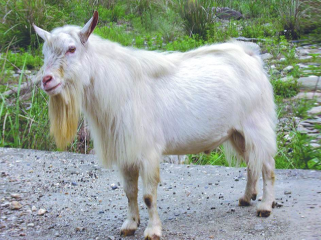 Matou goats