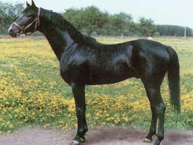Megrel Horse