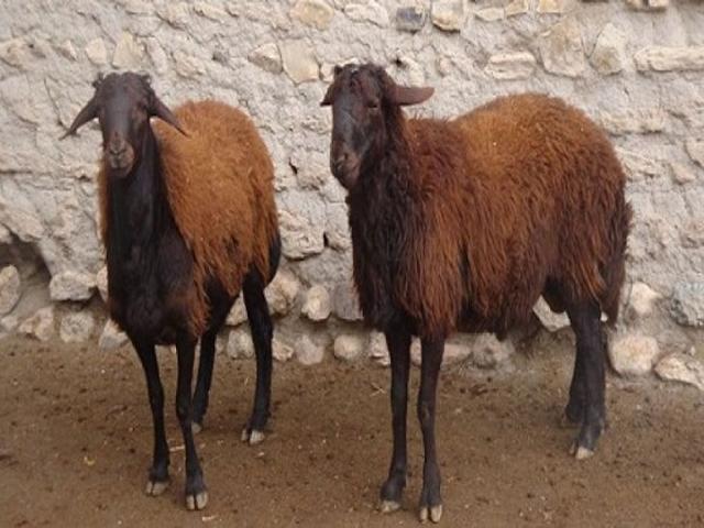 Mehraban sheep