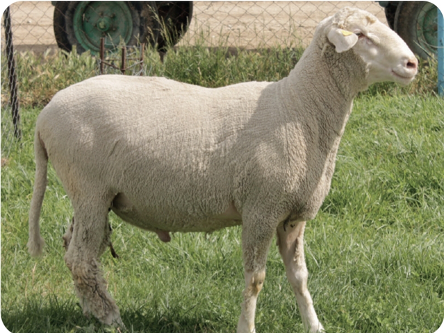 Middle-Anatolian Merino sheep