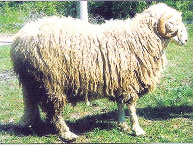 Middle Stara Planina sheep
