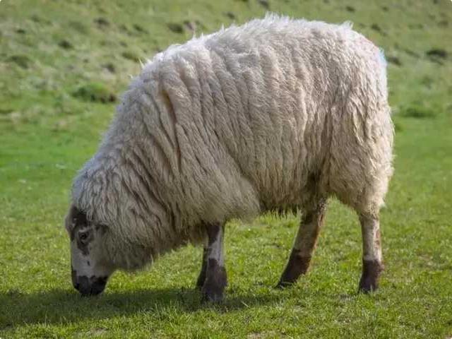 Mikhnov sheep