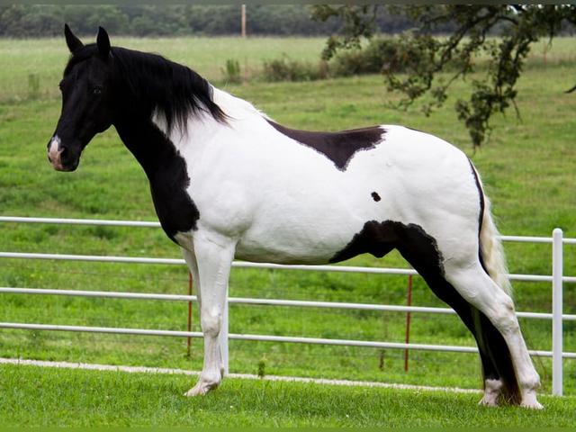 Missouri foxtrotter