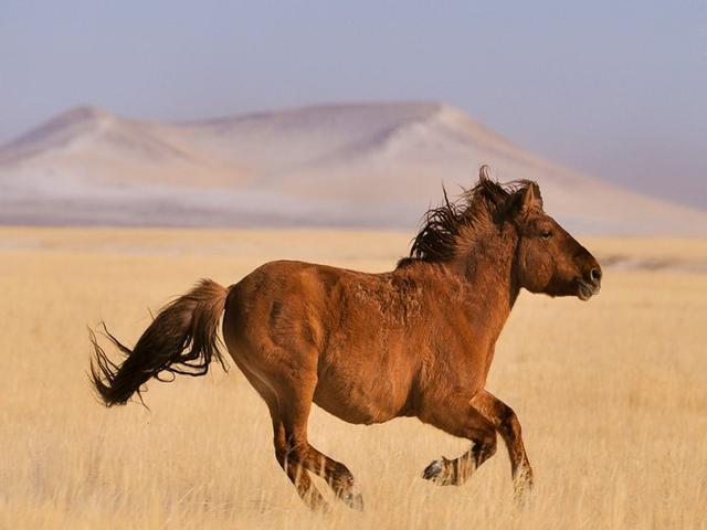 Mongolian horse