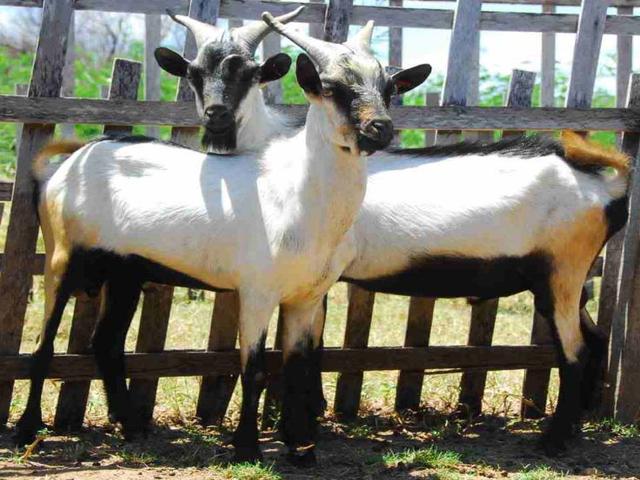 Moxotó goats