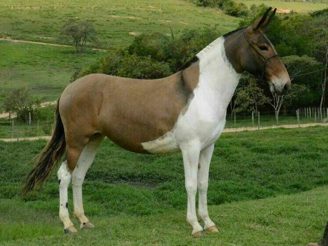 Mule