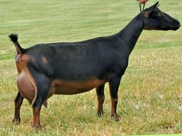 Murcia-Granada goats