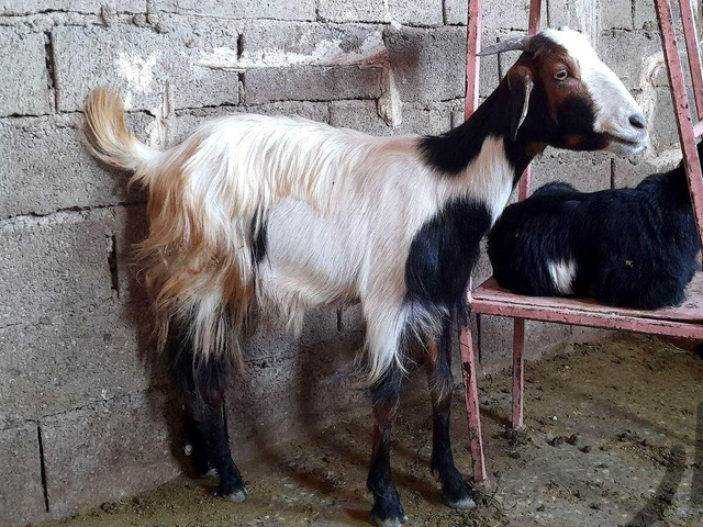 Najdi goat