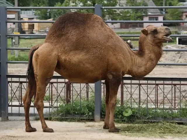 Nar-Maya camel
