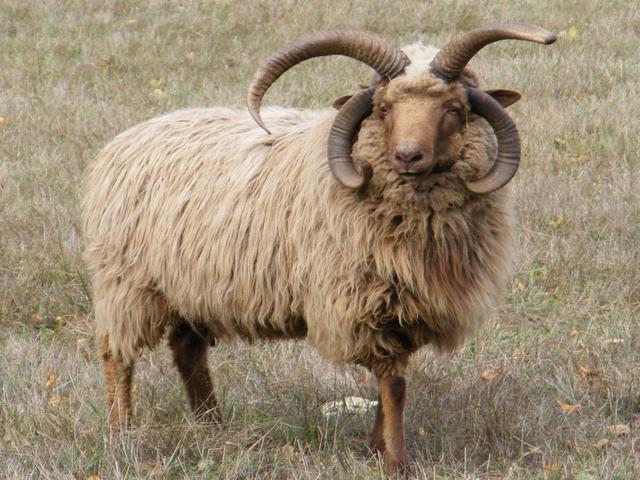 Navajo-Churro sheep