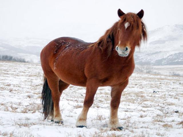New Altai Horse