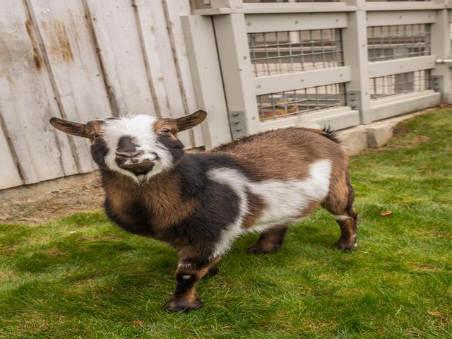 Nigerian dwarf goats