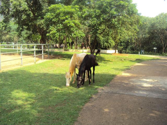 Nigerian horse