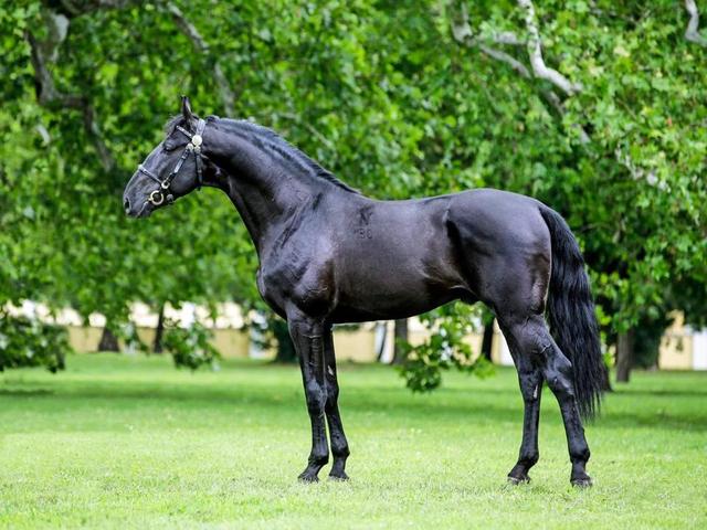 Nonius horse