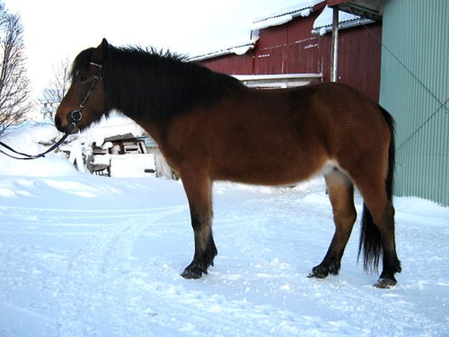 Nordlandshest