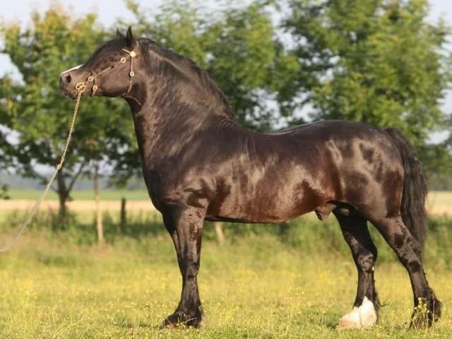 Norman cob