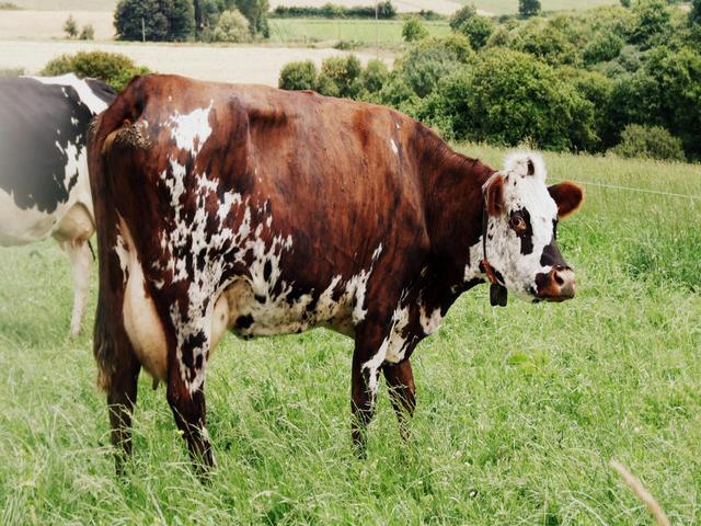 Normand cattle