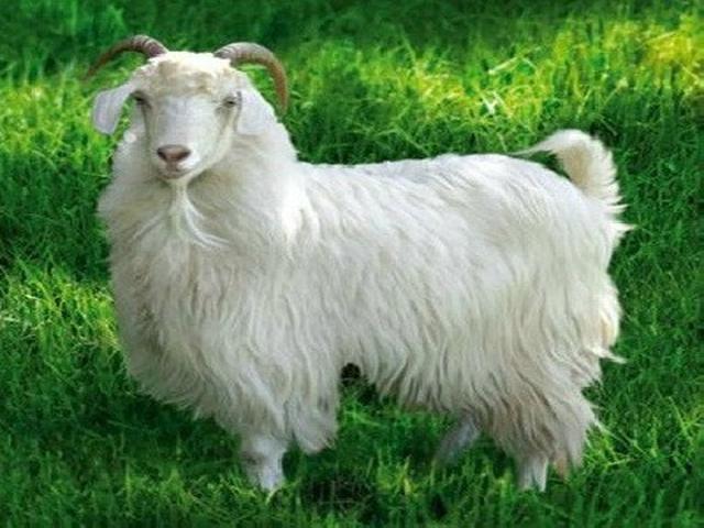 Orenburg goat