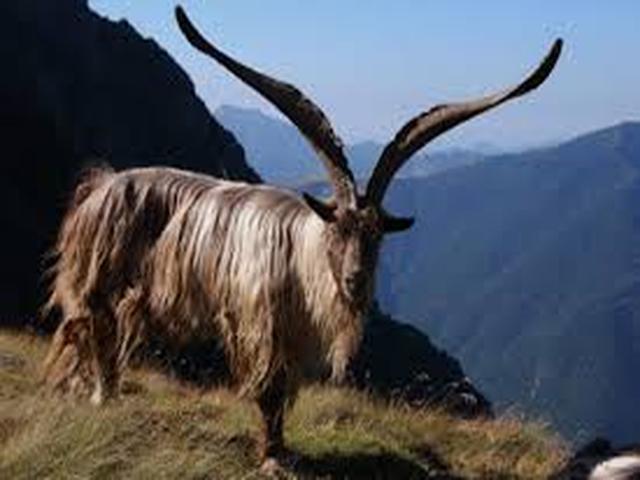Orobica goats