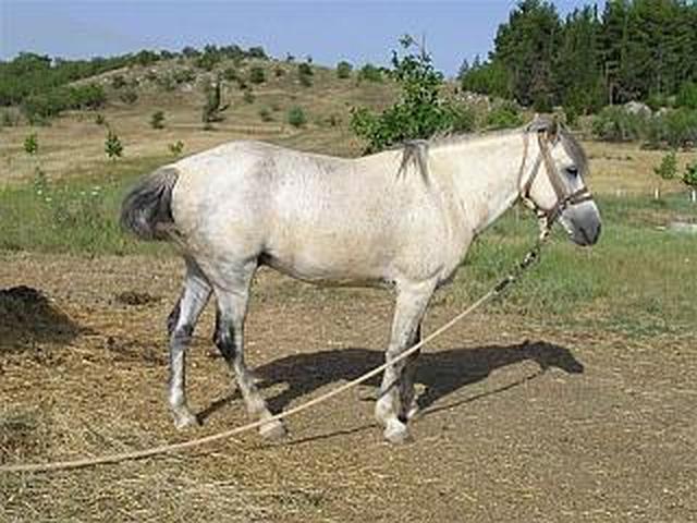 Peneia pony