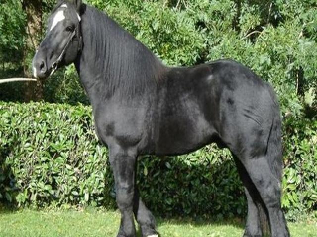 Percheron