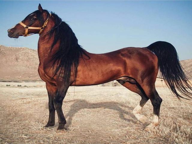 Persian arab horse