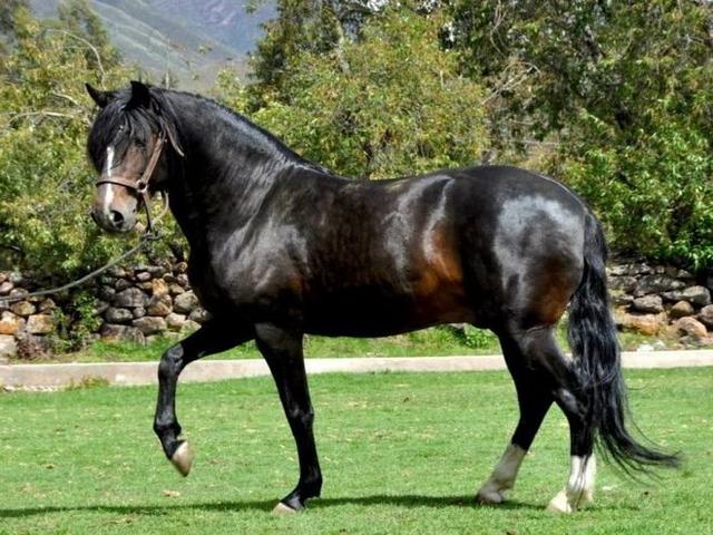 Peruvian Paso Horse