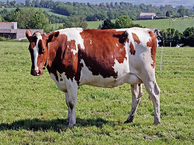 Pie Rouge cattle