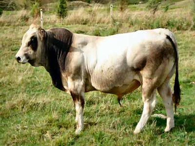 Piedmontese cattle