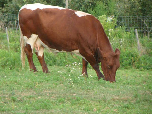 Pinzgauer cattle