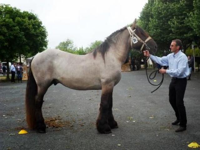 Poitevin horse